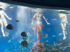 -海合安武汉极地海洋公园