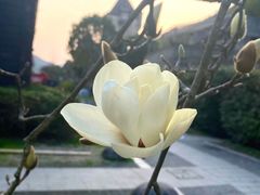 -梦娜斯庄园