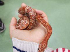 -藦茜花园宠物主题亲子互动体验馆(国顺东路店)
