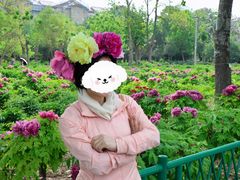 -曹州牡丹园