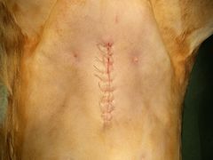 -伟伟宠物医院·CT影像中心·瑞派犬猫综合性门诊(汉口总院)