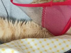 -美联众合宠物医院·爱萌分院·内外科·猫科中心