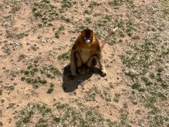 -西霞口神雕山野生动物世界
