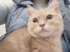 -楼上猫咖(罗湖店)