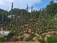 -深圳仙湖植物园