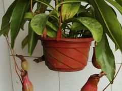 -龙大花卉苗木市场