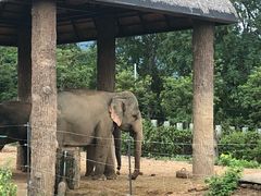 -清迈夜间动物园