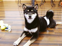 -豆柴町-柴犬主题狗咖(红鼎国际C座店)