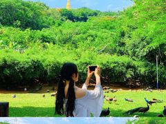 -西双版纳勐泐文化旅游区