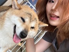 -南京Hallo宠物乐园·哈罗犬舍·柴犬繁育基地