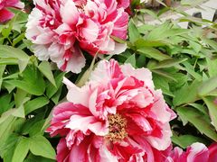 -莲花池公园