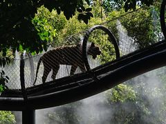 -深圳野生动物园