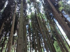 -武陵山森林公园