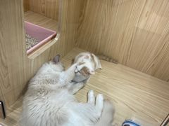 -屋虎猫馆(宝安大仟里店)