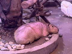 -正佳雨林生态植物园