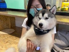 -Husky Go! 哈士奇体验馆·宠物咖啡厅狗咖