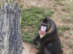 -大连森林动物园