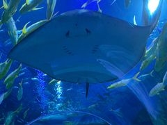 -芜湖新华联大白鲸海洋公园