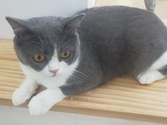 -李小姐の猫咖啡馆(五角场店)