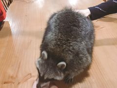 -藦茜花园宠物主题亲子互动体验馆(国顺东路店)