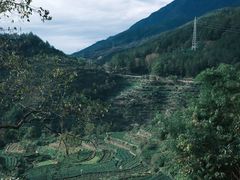 -杨家堂村