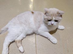 -藏猫猫咖啡主题馆(中央大道店)