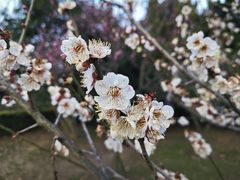 -梅花山(明孝陵内)