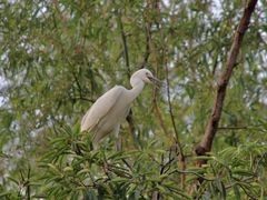 -上海市民办金苹果学校