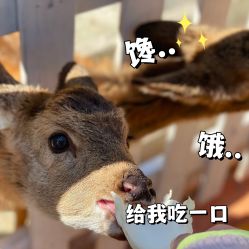 -前小桔亲子创意农场·草莓采摘·露营烧烤