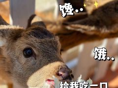 -前小桔亲子创意农场·草莓采摘·露营烧烤