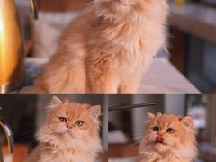 -吉丁鸟咖·异宠·寄养