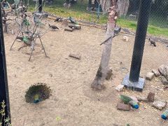 -武汉动物园