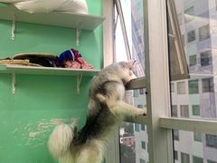 -Husky Go! 哈士奇体验馆·宠物咖啡厅狗咖