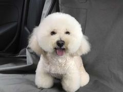 -BABYDOG宝贝狗宠物乐园(欧洲城店)