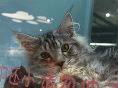 -FAELING PETS美天灵宠物(合生汇店)