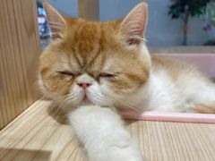 -屋虎猫馆(宝安大仟里店)