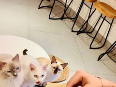 -Heymao猫咖.咖啡厅(东门店)