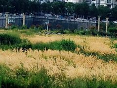 -武陵山森林公园