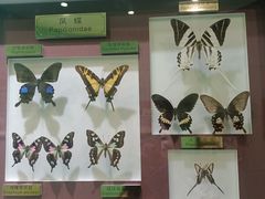 -上海昆虫博物馆