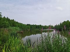 -上海长兴岛郊野公园