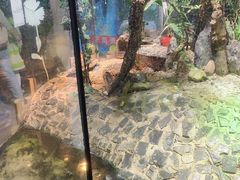 -上海大自然野生昆虫馆(东方明珠·爬宠昆虫探索中心)
