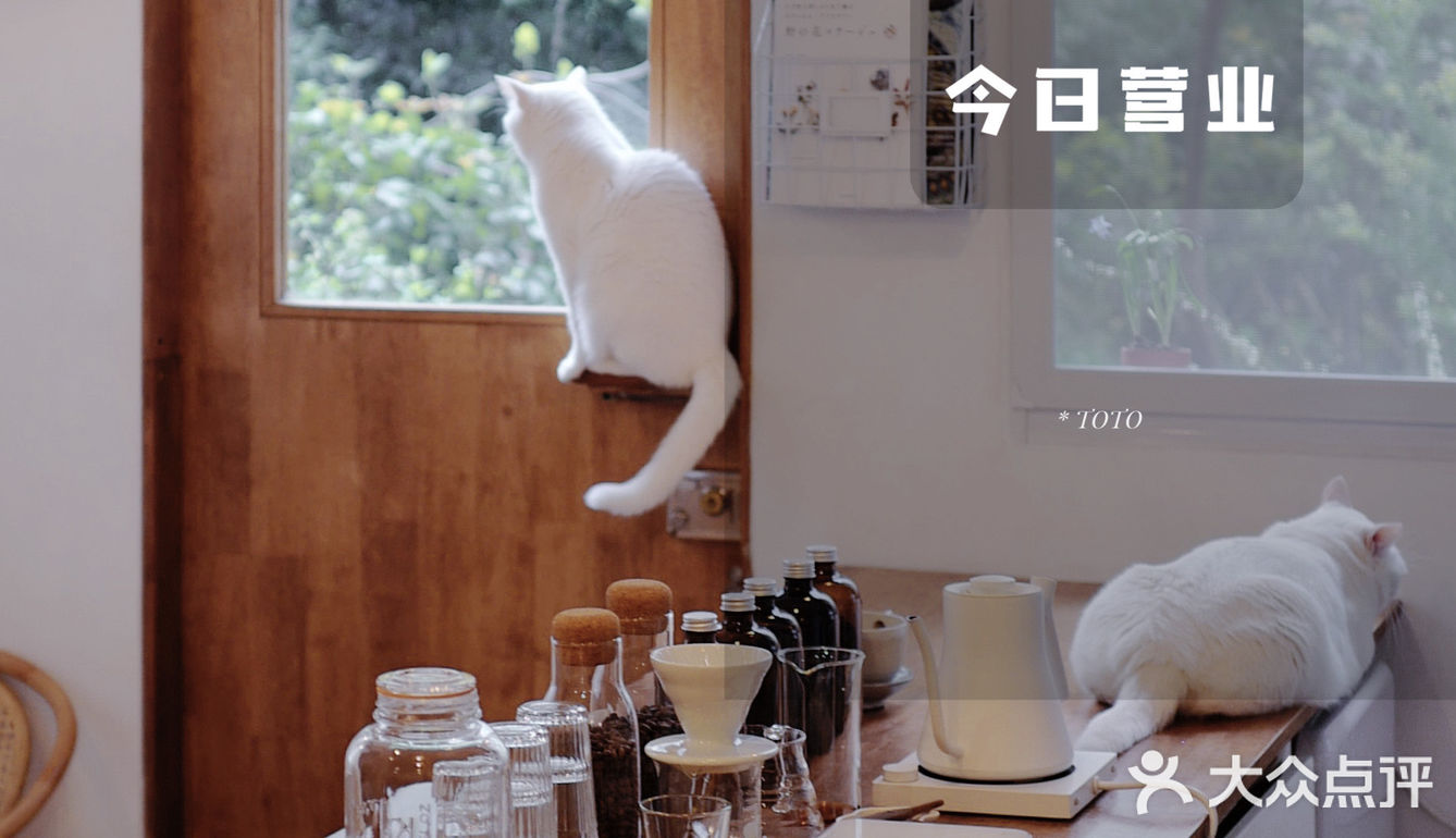 COTD｜门前生活提案·理想中美好样子咖啡生活🐈