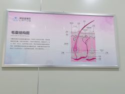-碧莲盛·不剃发植发