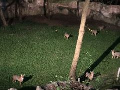 -清迈夜间动物园