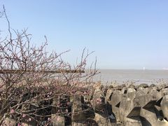 -上海滨江森林公园