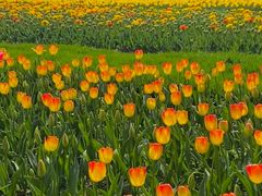 -大宁郁金香公园-停车场