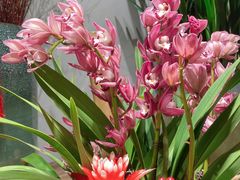 -循礼门鲜花花市(武汉循礼门店)