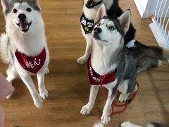 -Husky Go! 哈士奇体验馆·宠物咖啡厅狗咖