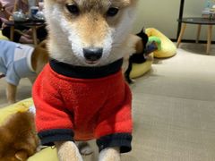-逗柴咖啡屋·狗咖猫咖宠物桌游