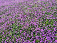 -紫颐香薰山谷景区